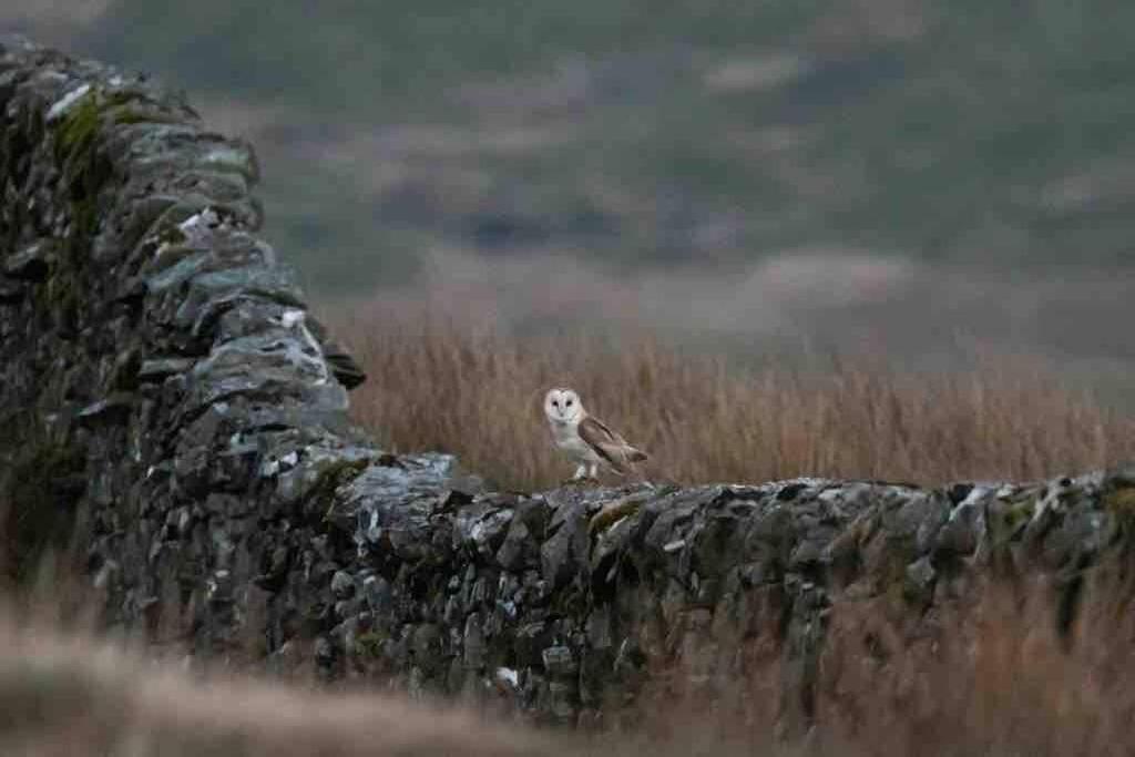 Kingsdale Head Cottage Weathercote ภายนอก รูปภาพ